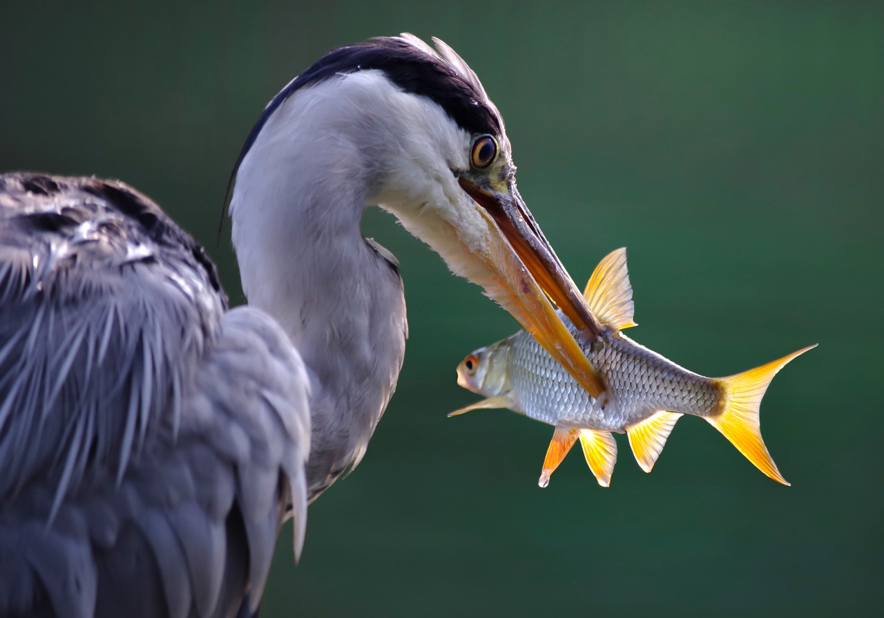 Read more about the article Great Blue Heron working on its catch