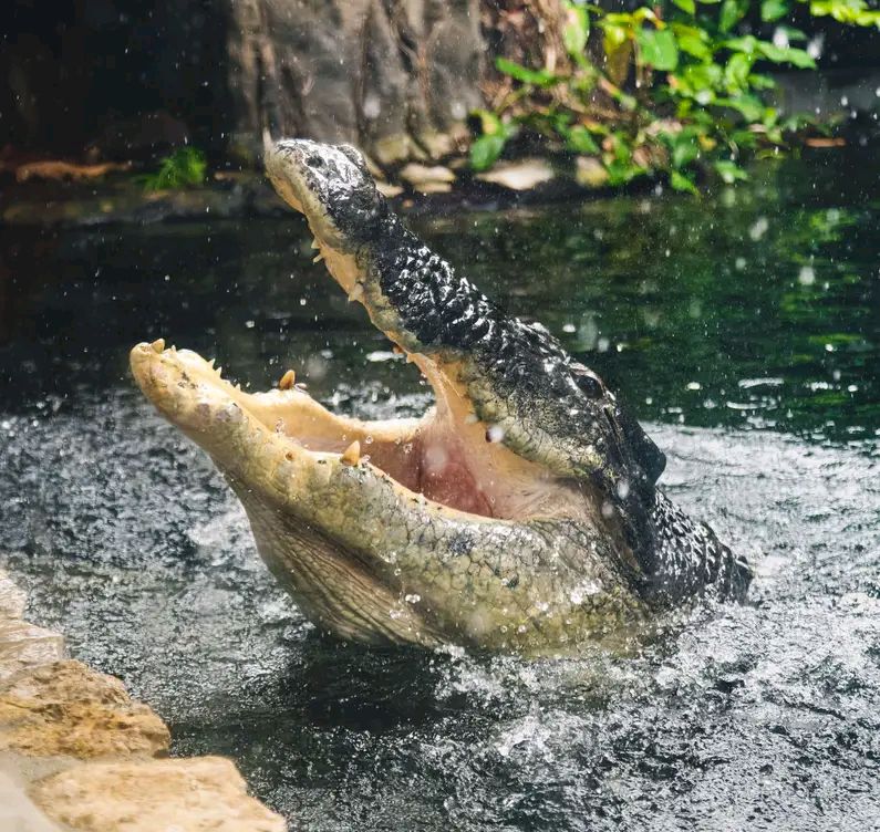 JINSI YA KUMDHIBITI MAMBA IWAPO AMEKUSHAMBULIA