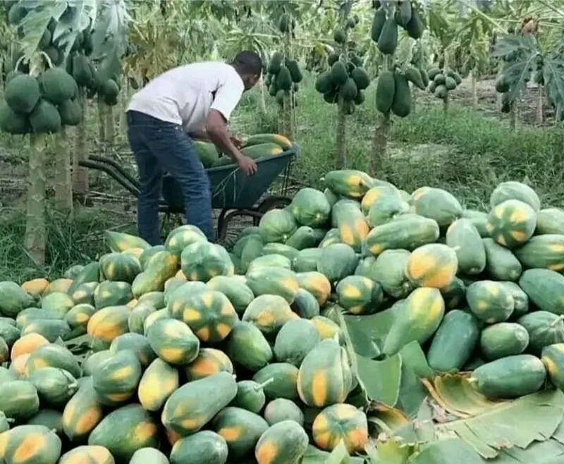 Mambo 6 Muhimu ya kuzingatia kwenye kilimo cha Papai ili ufanikiwe.