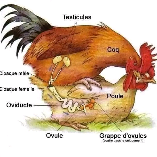 Interesting facts of chicken egg fertility that you may not know.