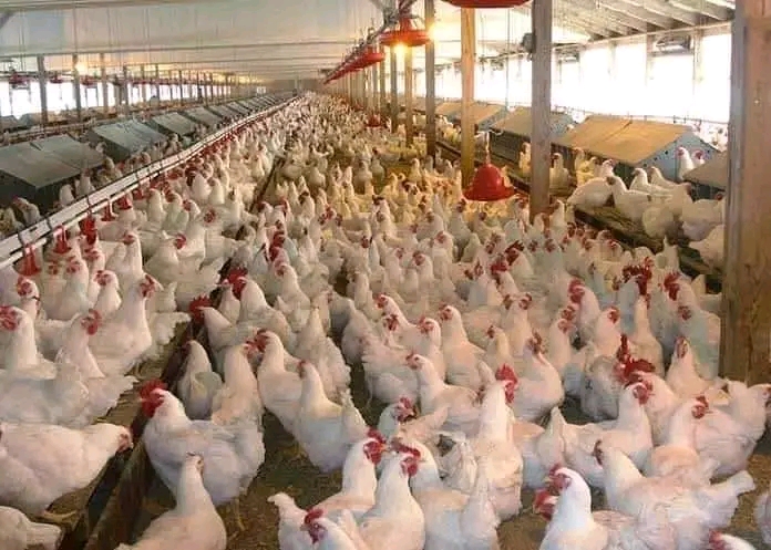 REASONS AS TO WHY MANY FARMERS RESORT TO BROILER FARMING?