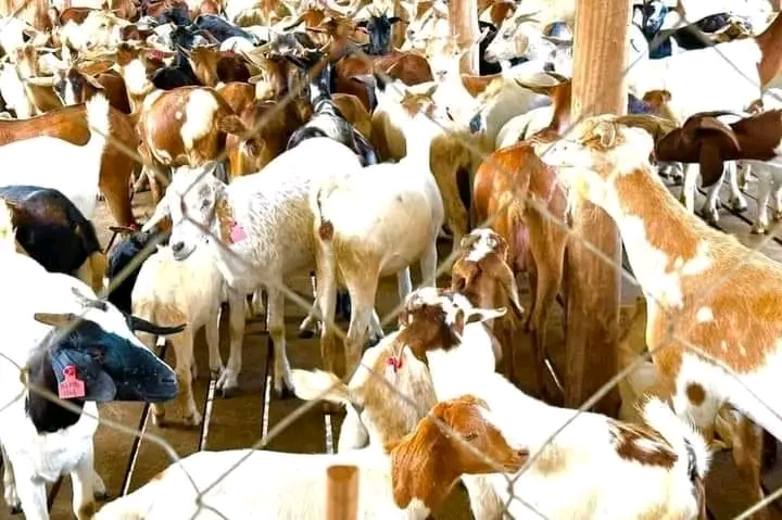 How To Start A Successful Goat Farming Business?