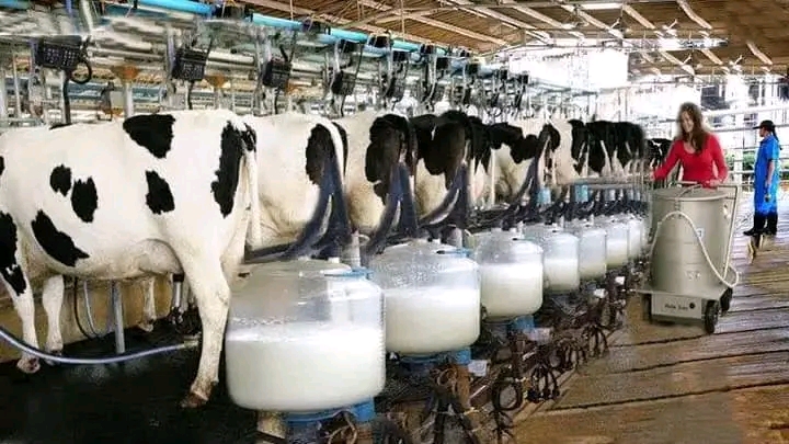 How to keep cows for dairy production.