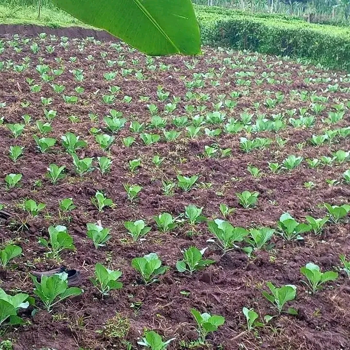 Here are some facts about planting cabbage