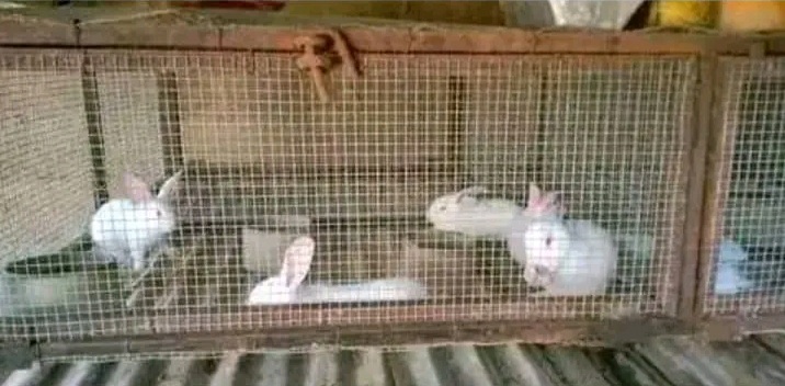 Why Rabbits are the best livestock to Farm.