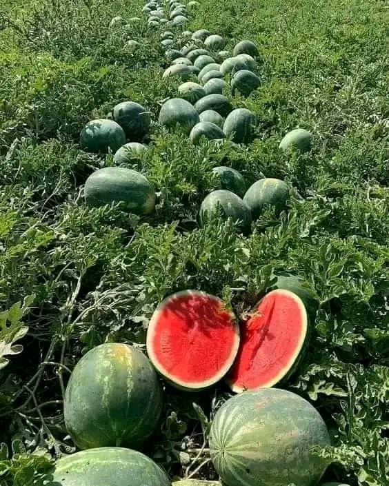 How to grow watermelon