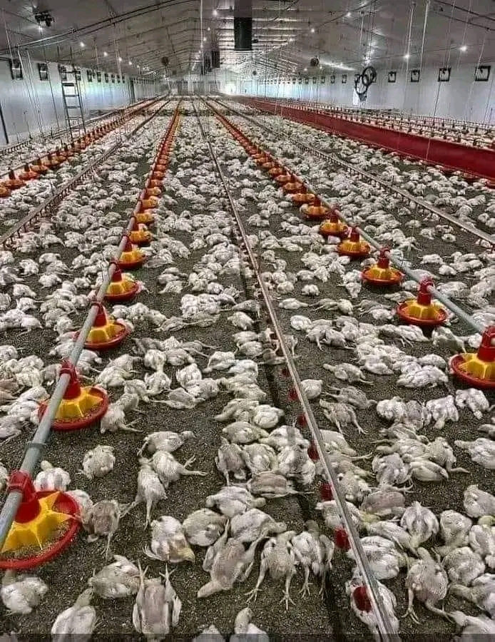 WHY DO BROILERS DIE WITHOUT ANY SYMPTOMS AFTER 9 WEEKS OLD?