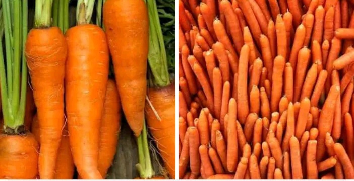 HOW TO GROW CARROTS