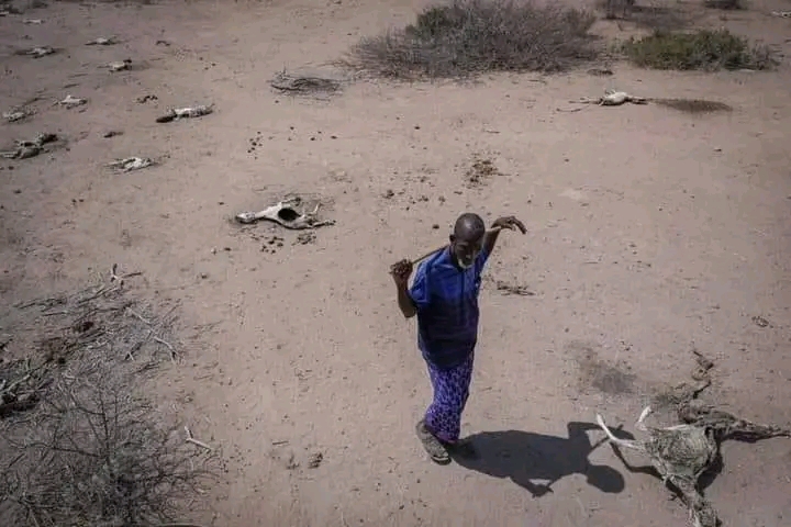 Livestock Diseases Surge Across Kenya’s Drought-Affected Regions